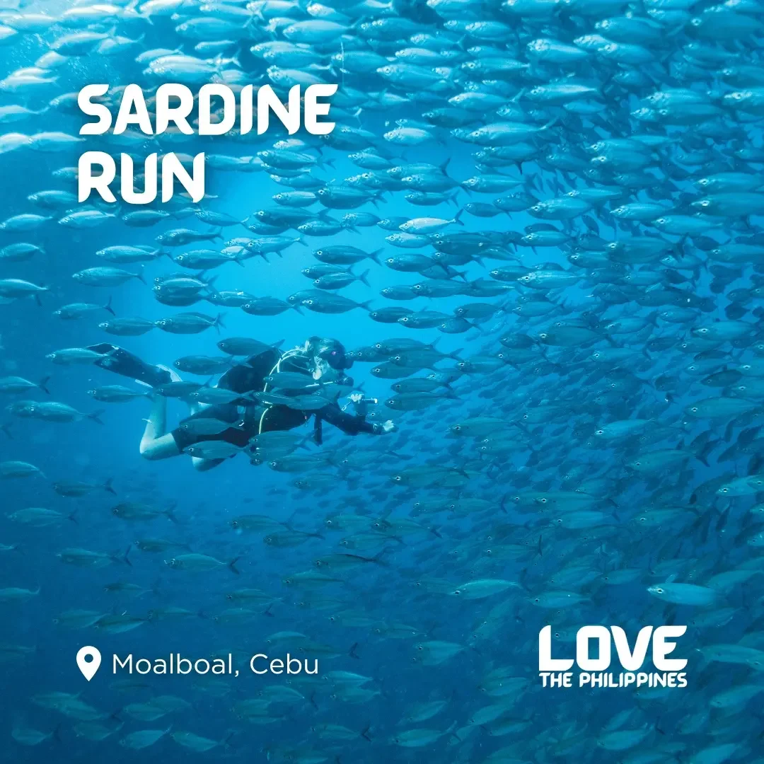 Massive shimmering bait ball of sardines off Panagsama Beach, Moalboal